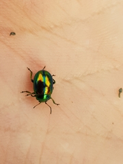 Chrysolina fastuosa