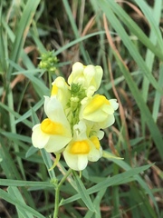 Linaria vulgaris
