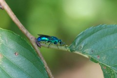 Chrysididae