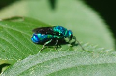 Chrysididae
