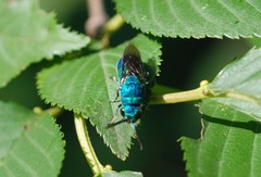 Chrysididae