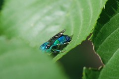 Chrysididae