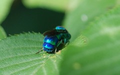Chrysididae