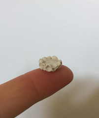 Marginopora vertebralis