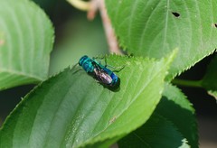 Chrysididae