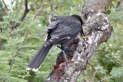 Strepera versicolor arguta