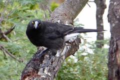 Strepera versicolor arguta