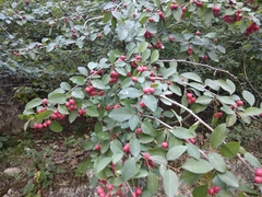 Cotoneaster multiflorus