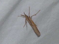 Thaumatopsis pexellus