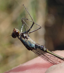 Pseudagrion sudanicum