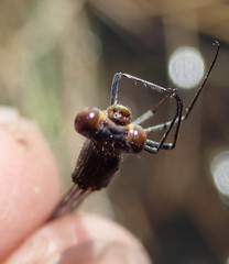 Pseudagrion sudanicum