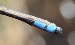 Pseudagrion sudanicum
