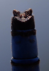 Pseudagrion sudanicum