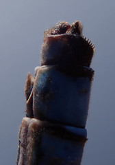 Pseudagrion sudanicum
