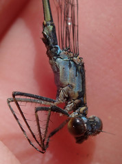 Pseudagrion sudanicum