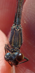 Pseudagrion sudanicum