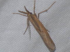 Thaumatopsis pexellus