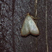 Herculia drabicilialis - Photo (c) Takaaki Hattori, μερικά δικαιώματα διατηρούνται (CC BY-NC)