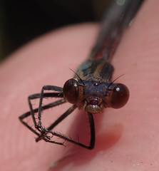 Pseudagrion sudanicum