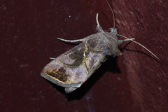 Chrysodeixis heberachis