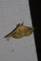 Canaea ryukyuensis