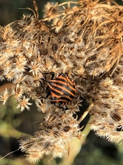 Graphosoma italicum italicum