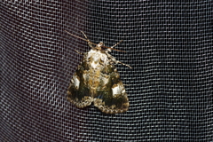 Anacronicta okinawensis