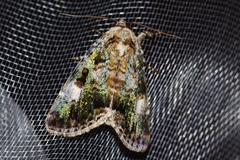Anacronicta okinawensis