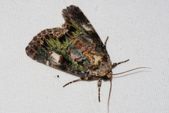 Anacronicta okinawensis