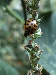 Harmonia axyridis