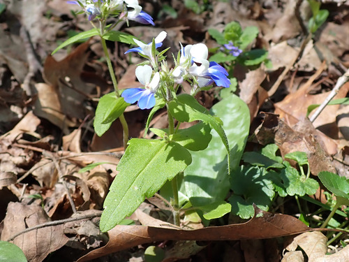 Collinsia verna
