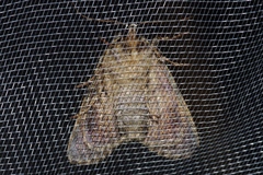 Anacronicta okinawensis