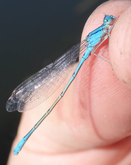 Pseudagrion assegaii