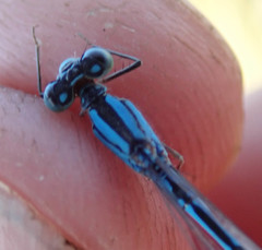 Pseudagrion assegaii