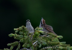 Oriturus superciliosus