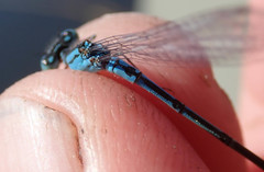 Pseudagrion assegaii