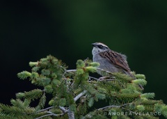 Oriturus superciliosus