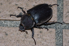 Trypoxylus dichotomus