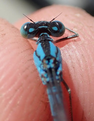 Pseudagrion assegaii