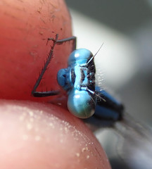 Pseudagrion assegaii