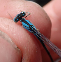 Pseudagrion assegaii