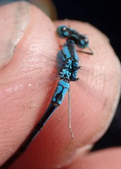 Pseudagrion assegaii