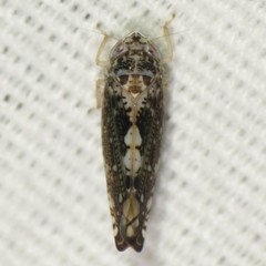 Prescottia brickellia