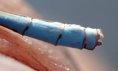 Pseudagrion assegaii