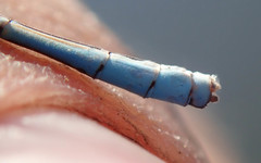 Pseudagrion assegaii