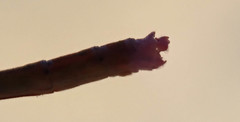 Agriocnemis ruberrima