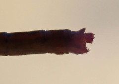 Agriocnemis ruberrima