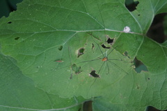 Leiobunum nigropalpi