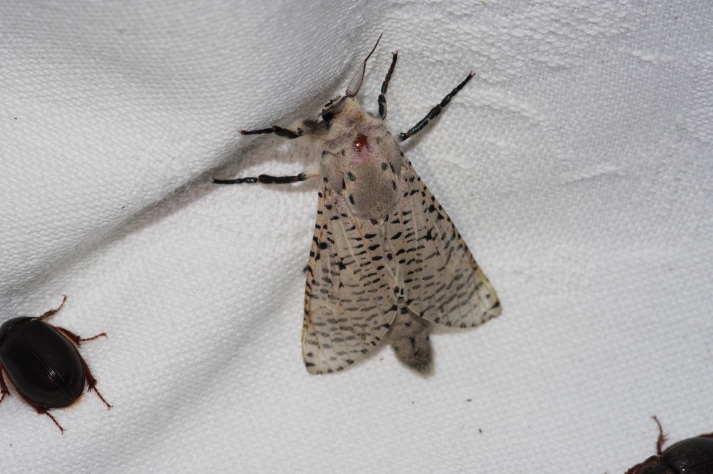 Zeuzera caudata