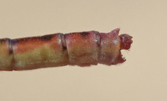 Agriocnemis ruberrima